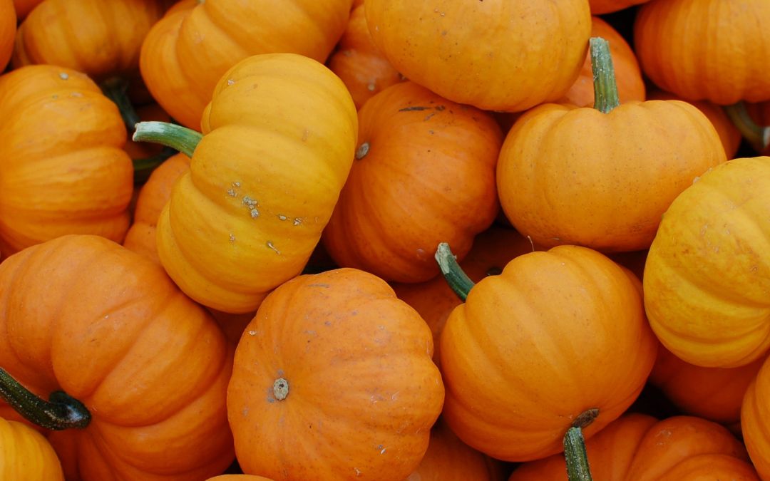 Two Rivers’ Pumpkin Patch