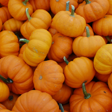 Two Rivers’ Pumpkin Patch